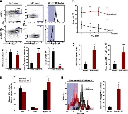 Figure 5. Mortalin overexpression promotes HSC maintenance by decreasing ROS production. (A) Representative FACS profiles (upper) and population analyses (lower) of LSK cells (left) and CD150+ LSK cells (center), and the fluorescence intensity of DCF-DA in CD150+ LSK cells (right) after 10 days of culture. Sorted mortalin-overexpressing, retrovirus-transduced Kusabira-Orange+ LSK cells were used in these experiments. Data represent the mean ± SD (n = 7/group; *P < .05, ***P < .001). (B) PB chimerism of donor-derived cells analyzed at each month posttransplantation. Data represent the mean ± SD (n = 5/group; **P < .01, ***P < .001). BMT, bone marrow transplantation. (C) Absolute numbers of donor-derived MNCs (left) and CD34− LSK cells (right) in the BM at 4 months posttransplantation. Data represent the mean ± SD (n = 5/group; **P < .01, ***P < .001). (D) Percentage of donor-derived B220+ B cells, CD3+ T cells, and Mac-1+/Gr-1+ myeloid cells in the recipient BM. Data represent the mean ± SD (n = 5/group; ***P < .001). (E) Intensity of DCF-DA fluorescence and the percentage of DCF-DAlow donor-derived LSK cells at 4 months posttransplantation. Data represent the mean ± SD (n = 5/group; **P < .01).