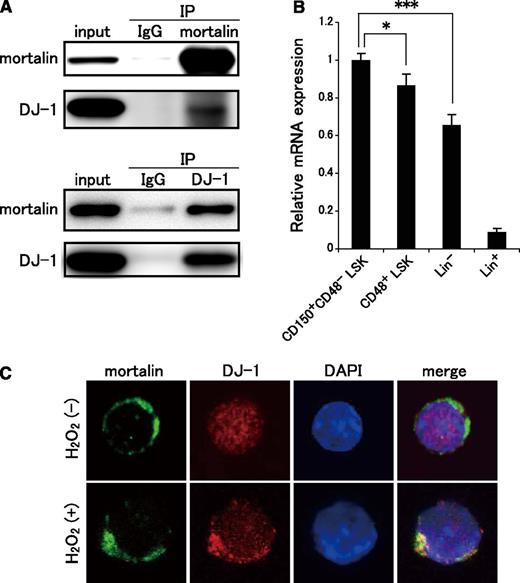 Figure 6. DJ-1 binds to mortalin in the mitochondria of HSCs under conditions of oxidative stress. (A) Lin− EML cell lysates were immunoprecipitated with mortalin- or DJ-1–specific antibodies, and the bound complexes were subjected to western blot analysis for mortalin and DJ-1. (B) qRT-PCR analysis of DJ-1 in CD150+CD48− LSK, CD48+ LSK, Lin−, and Lin+ cell populations. β-actin was used as an endogenous control. Data represent the mean ± SD (n = 4; *P < .05, ***P < .001). (C) LSK cells were stained with mortalin Ab (green), DJ-1 pAb (red), and DAPI (blue), either with or without H2O2 (300 μM) treatment, for 2 hours.