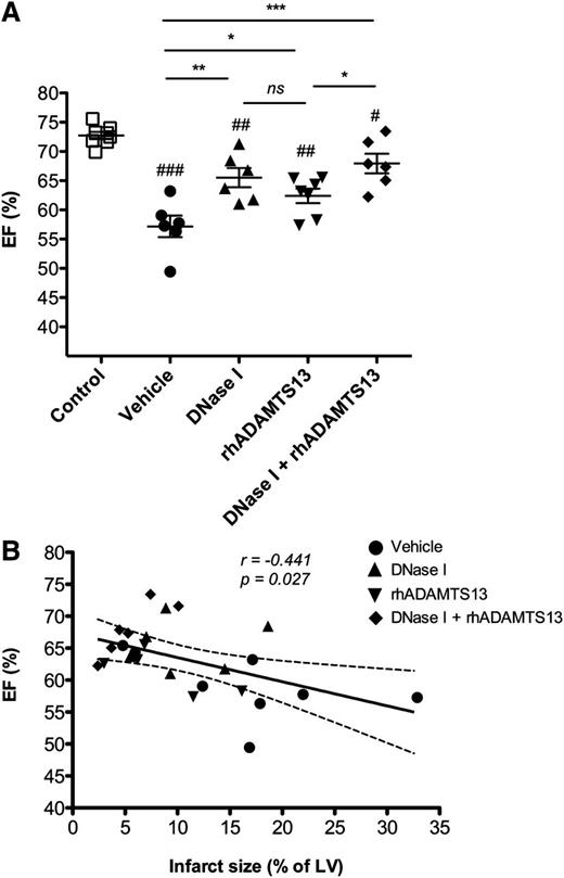 Figure 2. Monotherapy and combination treatment of DNase I and rhADAMTS13 improve cardiac function after 24 hours of MI/R. (A) Echocardiography analysis displayed a significant decrease in EF (%) in all treated groups of mice after 24 hours MI/R in contrast to control group (##P < .01; ###P < .001; # represents comparison with control). EF decreased significantly less in all groups of treated mice as compared with vehicle-treated animals, respectively (*P < .05; **P < .01; ***P < .001). (B) Correlation analysis including all experimental groups revealed a significant inverse relationship between the infarct size (% of LV) and EF (%) (Spearman r coefficient = −0.441, P = .027). In contrast to all mice assigned to the vehicle arm of the study (●), mice treated with either DNase I monotherapy (▲), rhADAMTS13 (▼), or combination therapy (♦) showed a significantly smaller myocardial infarction after MI/R injury and markedly improved LV systolic function.