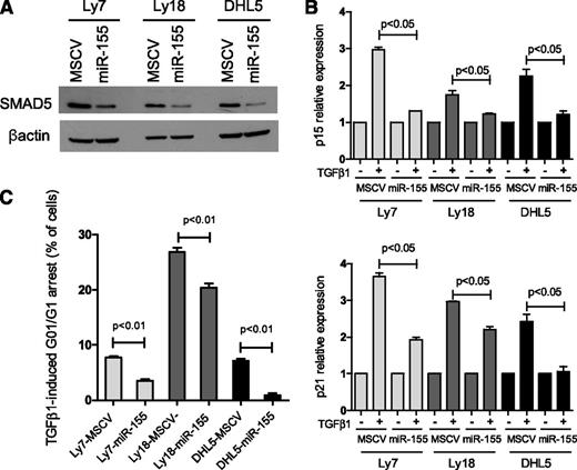 Figure 2. miR-155 limits the TGF-β1–mediated induction of P15 and P21 and cell cycle arrest in DLBCL. (A) Ectopic expression of miR-155 in 3 DLBCL cell lines decreased the expression of its target SMAD5. (B) DLBCL cell lines stably expressing an empty vector (MSCV) or miR-155 were exposed to 5 ng/mL of TGF-β1 or vehicle control (-) for 1 hour. Quantitative real-time RT-PCR measurements of P15 (upper panel) and P21 (bottom panel) showed a significantly impaired induction of these genes in miR-155–expressing cells than in their isogeneic controls (P < .05, Student t test). Data shown are mean ± standard deviation of cells exposed to TGF-β1 normalized by vehicle-treated cells of a representative assay performed in triplicate; 2 to 4 biological replicates of this experiment were completed. (C) Expression of miR-155 rendered 3 DLBCL cell lines significantly less sensitive to TGF-β1–induced cell cycle arrest than their isogenic controls (P < .01, Student t test). Data shown are the percentage of cells that were arrested in G0/G1 following exposure to TGF-β1 for 48 hours in a representative assay performed in triplicate. Specifically, the display shows the percentage of TGF-β1–exposed minus vehicle-exposed cells in G0/G1. The complete cell cycle profile is shown in supplemental Figure 3. The results of this assay were confirmed in at least 3 biological replicates.