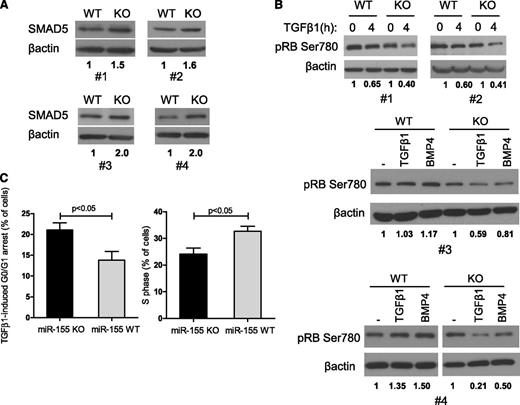 Figure 6. miR-155 controls TGF-β1–mediated regulation of RB and cell cycle progression in normal mature B lymphocytes. (A) Western blot analysis in mature B lymphocytes isolated from 4 pairs of WT/miR-155 KO mice shows a consistently higher SMAD5 expression in miR-155 null cells. (B) Western blot–based examination of the phosphorylation levels of RB’s Ser780 following TGF-β1 (4 pairs of mice) or BMP4 (2 pairs of mice) exposure depicts a more pronounced decrease in this residue’s phosphorylation, and consequently RB activation, in miR-155 null cells. β-actin immunoblotting was used as loading control. Densitometric quantification of the SMAD5 (A) or pRB Ser780 (B) is shown under each panel. (C) Homozygous deletion of miR-155 rendered mature B lymphocytes significantly more sensitive to TGF-β1–induced cell cycle arrest (left panel), with consequent decrease in cells in the S phase (right panel) (P < .05, Student t test). On the left, data shown are the mean ± standard deviation of the percentage of B lymphocytes that were arrested in G0/G1 following exposure to TGF-β1 for 48 hours, in 4 pairs of WT vs miR-155 KO mice. On the right, the percentage of cells in S phase after TGF-β1 exposure is shown. The data displayed in this figure represent 4 biological replicates, that is, the comparison between 8 animals, 4 miR-155 WT and 4 KO mice. The complete cell cycle profile is shown in supplemental Figure 8.