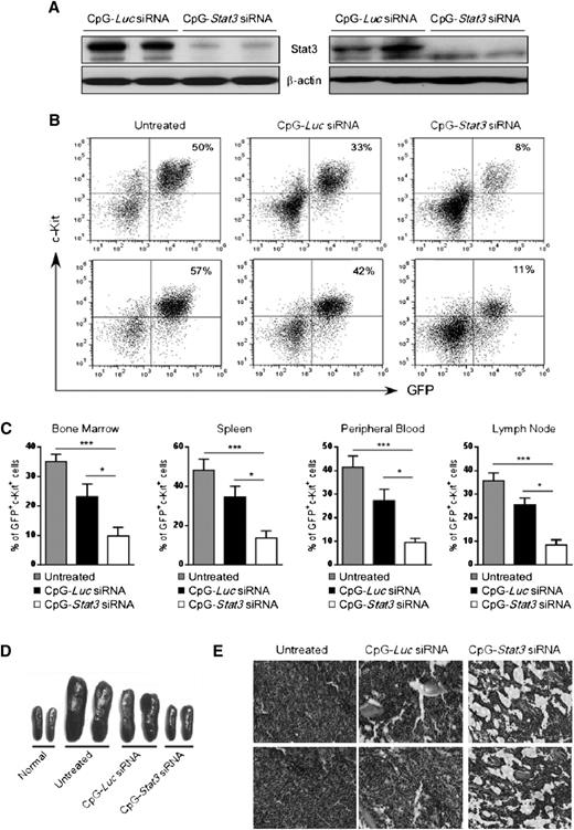 Figure 2. Systemic CpG-Stat3 siRNA treatment induces regression of disseminated AML in mice. C57BL/6 mice were injected intravenously with 1 × 106 CMM+ cells. After 2 to 3 weeks when tumors were engrafted (>1%, ranging from 1% to 5% of AML cells in blood), mice were injected 6 times with CpG-Stat3 siRNA or control CpG-Luc siRNA (5 mg/kg) every other day and euthanized 1 day after the last treatment. (A) Stat3 silencing in AML cells isolated from spleen (left panel) or bone marrow (right panel) was confirmed by using western blotting. (B-C) CpG-Stat3 siRNA treatment reduced the percentage of AML cells in various organs. Flow cytometric analysis of GFP+c-Kit+ AML cells in (B, top) bone marrows or (B, bottom) spleens from various groups of mice. Shown are combined results from 6 mice per group; means ± standard error of the mean (SEM). Statistically significant differences between groups are indicated with asterisks: ***P < .001; *P < .05. (D-E) The effect of CpG-siRNA treatments on (D) spleen and (E) bone marrow cellularities. Shown are (D) representative spleen sizes or (E) histochemical analysis of bone marrow structure in indicated groups of mice. Similar results were derived from 3 independent experiments.