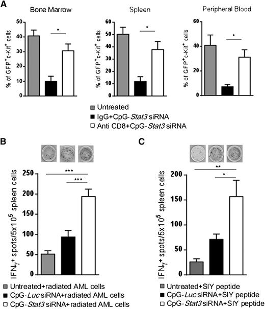 Figure 7. Antigen-specific CD8+ T cells contribute to antileukemic effects of CpG-Stat3 siRNA. (A) CD8+ T-cell depletion prevents the antitumor effect of CpG-Stat3 siRNA in vivo. C57BL/6 mice were injected intraperitoneally with CD8-specific control immunoglobulin G (IgG) antibodies or left untreated and then injected intravenously with 1 × 106 CMM+ AML cells. After tumors were established, both antibody-treated groups of mice were injected with CpG-Stat3 siRNA every other day 6 times. Percentages of AML cells in blood, spleen, and bone marrow were determined by flow cytometry. Shown are combined results from 1 experiment on 6 mice per group; means ± SEM (n = 6). (B) STAT3 targeting using CpG-siRNA results in tumor antigen–specific IFN-γ production. Splenocytes from untreated, CpG-Luc siRNA–, or CpG-Stat3 siRNA–treated mice were incubated overnight with irradiated (100 Gy) CMM+ AML cells. Production of IFN-γ was assessed by ELISPOT assay. Shown are representative images (top) and results combined from the group of 4 to 6 individual mice. (C) CpG-Stat3 siRNA augments recall response to SIY model tumor antigen. C57BL/6 mice were injected with 1 × 106 C1498.SIY cells intravenously and treated as described above. IFN-γ ELISPOT assay was performed by using splenocytes from 4 to 6 individual mice in each group after overnight restimulation with SIY peptide. Shown are the representative results from 2 independent experiments; means ± SEM. Statistically significant differences were indicated by asterisks: ***P < .001; **P < .01; *P < .05.