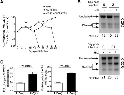 Figure 3. Primary CD4+ T cells treated with the R5 and X4-ZFNs and challenged with HIV have a survival advantage in vitro. (A) Primary CD4+ T cells treated with GFP, the R5-ZFN, or 2 vectors encoding the R5 and X4-ZFNs were challenged with a mix of 2o HIV strains: the R5-using virus BaL and the X4-using virus HxB2. Dual ZFN treatment conferred a significant survival advantage in vitro compared with both the GFP and R5-ZFN control. Live cells were counted every 3 to 4 days for 32 days. Arrows indicate the time points where cells were reactivated with anti-CD3/CD28 magnetic beads. Data are from 1 of 3 independent experiments. (B) T7E1 analysis of ccr5 (top panel) and cxcr4 (bottom panel) gene modification reveals that HIV challenge enriches for ccr5 and cxcr4 disrupted cells. Analysis was performed 0 and 21 days postinfection. Data are from 1 of 3 independent experiments. (C) The proportion of modified ccr5 and cxcr4 alleles in cells treated with both ZFNs increases approximately twofold in the presence or absence of HIV, as measured by the T7E1 assay. Data are shown as the mean ± SEM of 3 independent experiments. P values calculated using the Student t test.
