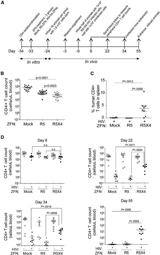 Figure 4. Dual R5- and X4-ZFN treatment confers protection in vivo. (A) Experimental timeline of the in vivo study is shown. (B) All 3 treatment groups were successfully engrafted as measured 21 days postinfusion and 3 days prior to infection with a slight decrease in CD4+ T-cell counts in ZFN groups compared with the GFP control. (C) Dual ZFN treatment preserves CD4+ T cells in the spleen compared with controls. Spleens were obtained from infected animals from all animals at the time of euthanasia. Human CD4+ T cells were defined as CD45+CD3+CD4+CD8− T cells by FACS. (D) Dual ZFN treatment confers long-term protection against HIV as measured by preservation of peripheral blood CD4+ T-cell counts. All uninfected animals and 1 infected animal in the R5/X4-ZFN–treated group were killed 34 days postinfection due xenogeneic graft-versus-host disease. Infected animals were followed for 55 days after infection. All statistical analyses were performed using a Mann-Whitney U test. Error bars indicate the mean ± SEM.