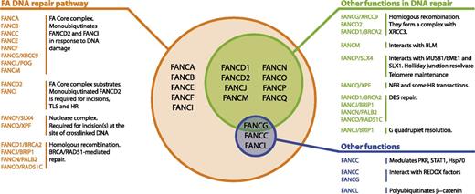 Figure 1. Multifunctionality of the FA proteins. This figure summarizes the known FA proteins and their functions. All FA proteins cooperate in the FA pathway to repair cross-linked DNA. Most of them have additional functions in other DNA repair transactions.12-14 Finally, some of them have been found to modulate cytokine responses or interact with REDOX sensing proteins, independently of their role in DNA repair.15,16,82-84