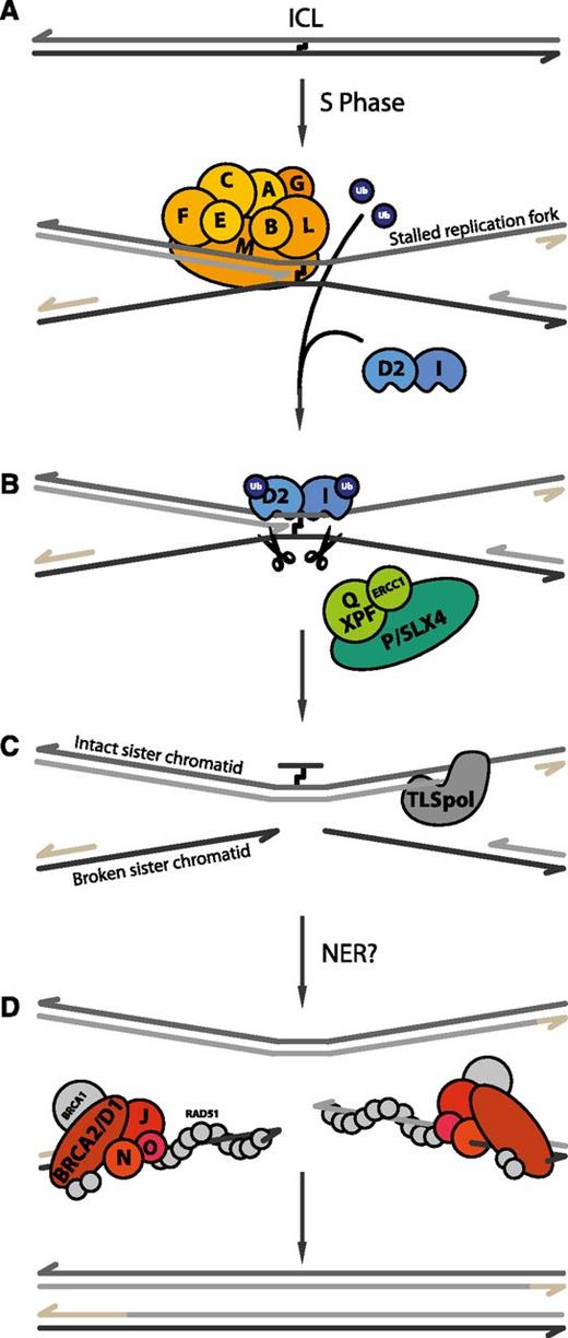Figure 2. Current model of ICL repair by the FA pathway. (A) When DNA containing an ICL undergoes replication, the leading strands of 2 converging replication forks stop at the lesion. The FA core complex is recruited to chromatin, where it subsequently monoubiquitinates its 2 substrates, FANCD2 and FANCI. (B) Next, the 2 sister chromatids are uncoupled via dual incisions on either side of the ICL, possibly by SLX4-XPF-ERCC1. (C) Subsequently, a translesion DNA polymerase (TLS pol) extends the nascent strand beyond the ICL. (D) Finally, 2 fully repaired DNA duplexes are generated through the action of nucleotide excision repair (NER) on the top duplex and homologous recombination (HR) on the bottom duplex. The remaining FA proteins (FANCD1/BRCA2, FANCO/RAD51C, FANCN/PALB2, and FANCJ/BRIP1) are thought to be involved in these recombination transactions.