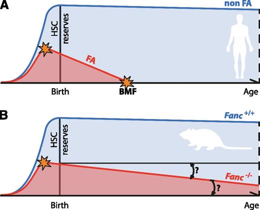 Figure 3. Progressive attrition of HSCs underlies BMF in FA. (A) The progressive decline of HSC numbers in FA patients leads to BMF early in life. The HSC defect is likely to start in utero. (B) Fanconi-deficient mice do not recapitulate the main feature of FA. For this reason, their usefulness as disease models has been questioned. However, FA-deficient mice do display a quantifiable defect in their HSC pool as well as reduced ability to reconstitute blood production in irradiated recipients, which is also present before birth. Even in the absence of BMF, it would be interesting to see if Fanconi-deficient mice display age-dependent attrition in the quality of their HSC pool, as has been observed for other DNA repair–deficient mice.
