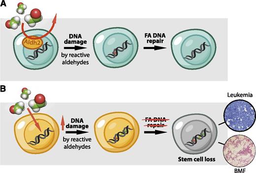 Figure 4. A 2-tier protection mechanism preserves HSC function. (A) HSCs display high Aldh2 activity that protects their genome against the toxic effects of reactive aldehydes. If aldehydes should evade this protection mechanism, then DNA damage is dealt with by the FA DNA repair pathway. (B) In Aldh2−/−Fancd2−/− mice, the HSC pool is exposed to a greater burden of reactive aldehydes, and in the absence of DNA repair, DNA damage persists and leads to neoplastic transformation or HSC loss and spontaneous BMF.