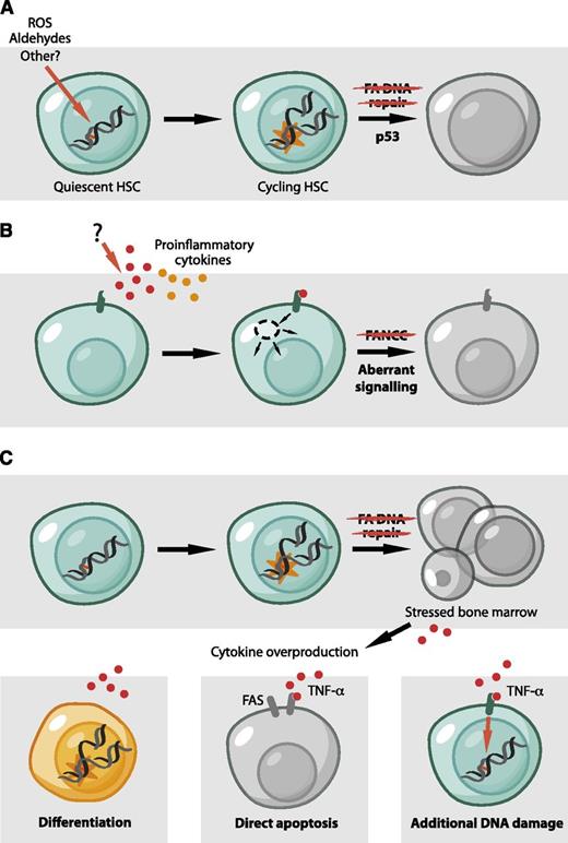Figure 5. Models for BMF in FA. (A) The accumulation of DNA damage in the HSC pool leads to p53-dependent HSC depletion by diminishing the ability of HSCs to proliferate and self-renew. Endogenously generated aldehydes are an important source of such damage. (B) The molecular basis for cytokine overproduction and hypersensitivity by FA cells remains unclear. However, some FA proteins were proposed to have a direct role in hematopoiesis and to regulate the response to inflammatory signals, independent of DNA repair. (C) Reconciliation of the roles of FA proteins in hematopoiesis. A defect in DNA repair could be the initiating event that would lead to cell death, tissue injury, and the production of inflammatory cytokines. These could then contribute to bone marrow dysfunction in a number of ways. TNF-α and IFN-γ can cause apoptosis in stem cells and progenitors, mediated, for example, by the Fas receptor.78 Alternatively, TNF-α could produce additional DNA damage by the induction of reactive molecules, like ROS.85 Finally, inflammatory cytokines like TNF-α and IFN-γ have classically been considered to inhibit HSC and limit stem cell function. However, recent studies are challenging this view and propose a role for inflammatory signals in the direct regulation of HSCs.86 It is conceivable that these signals could lead to the differentiation of HSCs, either directly or indirectly, causing them to encounter new DNA damage in the context of replication.