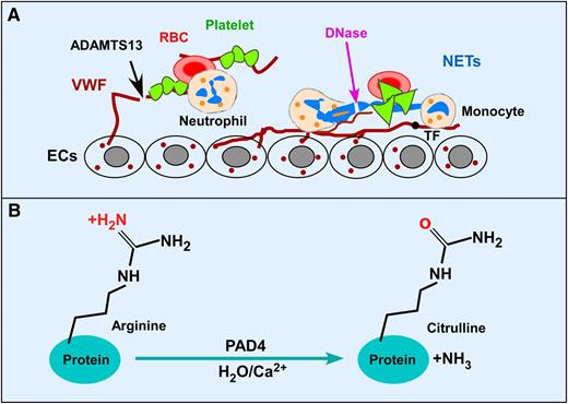 Potential therapeutic targets and citrullination by PAD4 after MI. (A) Activated endothelium releases VWF that binds circulating platelets and leukocytes and promotes thrombosis and inflammation after acute MI. ADAMTS13 cleaves VWF and inhibits platelet aggregation and early leukocyte recruitment and NET formation. NETs released from activated neutrophils or dying cardiomyocytes are prothrombotic by trapping platelets and red blood cells, and binding tissue factor. DNase I, which degrades NETs, is protective against cardiac injury. (B) PAD4 catalyzes imine to ketone reactions in a Ca2+-dependent manner on specific peptidyl arginine side groups of nuclear proteins, such as histones H3 and H4, a process known as citrullination or deimination. This process is required for the NET formation. Inactivation of PAD4 enzymatic activity genetically or pharmacologically inhibits thrombosis and inflammatory response and may be protective against cardiac damage after acute MI. ECs, endothelial cells; RBC, red blood cell; TF, tissue factor.