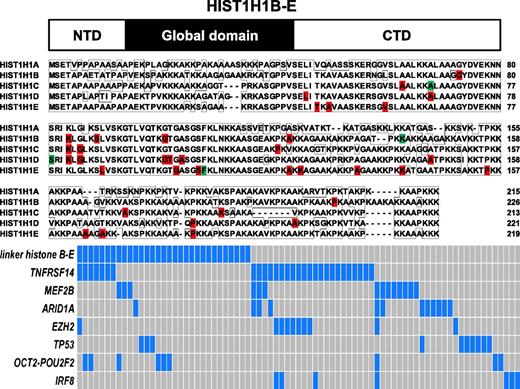 Figure 1. Identification of novel mutations in the linker HIST1H1 genes B-E in FL and their association with other recurrent gene mutations. Top: schema of the HIST1H1 protein domain structure. Middle: details of somatic mutations identified in HIST1H1B-E in FL and comparative alignment of HIST1H1B-E amino acid residues. Red, location of missense mutations; green, location of indel mutation. Bottom: schema of the co-occurrence of linker histone HIST1H1B-E mutations and mutations in other genes. Cases with mutations are highlighted in blue.