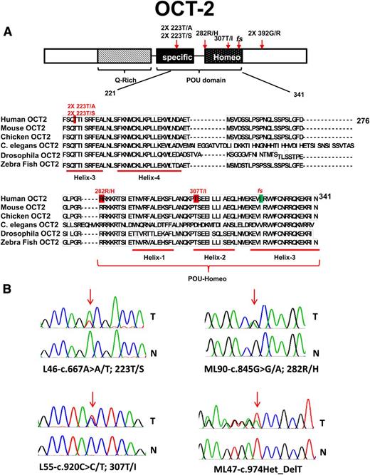 Figure 2. Identification of novel mutations in OCT2 in FL. (A) Schema of the OCT2 protein domain structure, details of somatic mutations identified in OCT2 in FL, and a comparative alignment of OCT-2 amino acid residues across multiple species. Red, location of missense mutations; green, location of indel mutation. NTD, N-terminal domain; CTD, C-terminal domain. (B) OCT2 sequence traces of paired tumor (T) and normal (N) samples.