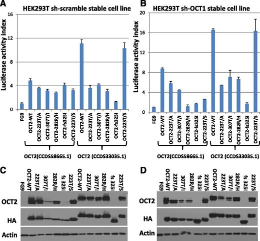 Figure 3. Results of luciferase assays of OCT2 and OCT2 mutants. Two different isoforms of OCT2 were used as indicated. (A) Luciferase assays results in HEK293-T cells indexed to the vector control (FG9) and normalized to protein expression by densitometry. (B) Luciferase assays results in HEK293-T cells carrying stable knockdown of OCT1 indexed to the vector control (FG9) and normalized to protein expression by densitometry. (C) Immunoblot results for the data presented in (A). (D) Immunoblot results for the data presented in (B). (Please note that the anti-OCT2 antibody used does not recognize some of the OCT2 mutants well.)