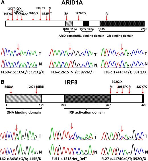 Figure 5. Identification of novel mutations in ARID1A and IRF8 in FL. Schema of the ARID1A and IRF8 protein domain structures and indication of FL-associated mutations, including sequence traces of paired tumor (T) and normal (N) samples.