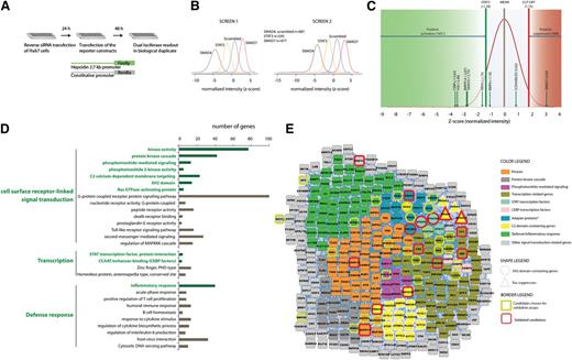 Figure 1. Genome-wide RNAi screen identifies a large number of putative hepcidin activators enriched for signal transducers, transcription regulators, and inflammatory genes. (A) Schematic representation of the high-throughput RNAi screening strategy. (B) Normalized luciferase intensities obtained upon RNAi of target genes were calculated as z-scores and indicate suppression (low-negative z-scores) or activation (high-positive z-scores) of the hepcidin promoter. (B) Distribution of z-scores after knockdown of the positive control genes SMAD4, STAT3, and SMAD7 is well separated from the negative scrambled siRNA control. (C) Distribution of the mean z-scores for 19 599 screened target genes. Indicated are the z-scores obtained for the siRNA-mediated knockdown of STAT3 (for the identification of 1651 putative hepcidin activators), the z-score of 1.75 (for the identification of 508 putative hepcidin suppressors), and the z-scores obtained for the known hepcidin regulators included in the siRNA library. (D) Functional enrichment analysis using DAVID software identifies genes involved in signal transduction, transcription regulation, and defense/inflammatory response to be overrepresented among putative hepcidin activators. (E) Enriched categories that are marked in green in (D) are the focus of the STRING interaction networks of the positive putative hepcidin regulators. The interaction network is visualized using the software tool Cytoscape. *The category “adapter protein” was by itself not enriched among the putative activators but was visualized as an interesting functional subgroup that also contains overrepresented SH2 domain proteins.