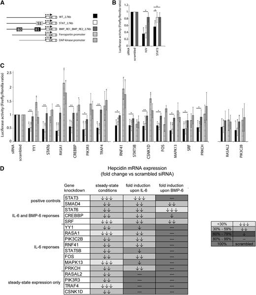 Figure 3. Novel hepcidin activators control steady-state hepcidin transcription in a BMP-REs–dependent manner and contribute to the hepcidin responses to IL-6 and BMP-6. (A) The name of each hepcidin promoter reporter construct refers to the elements that have been mutated within the wild-type hepcidin 2.7-kb promoter. B1 and B2 indicate the BMP-RE1 and the BMP-RE2, respectively, whereas S1 indicates the STAT-BS. Reporters driven by the ferroportin or the DAP-kinase promoters were included as specificity controls. (B-C) Shown are the responses of the wild-type and mutated hepcidin promoter to knockdowns of HJV and STAT3 (B), and to knockdowns of the identified hepcidin regulators (C). Results are presented as ratios between the luciferase activity (± SD of Firefly/Renilla) obtained from samples transfected with specific siRNA and samples transfected with control siRNA. Results represent a mean of 5 independent experiments. Statistically significant changes are marked by *(P < .05) or **(P< .005). (D) Novel hepcidin activators are partially involved in the hepcidin responses to IL-6, whereas BMP signals override the requirement for most of the identified modifiers. Huh7 cells were transfected with the indicated siRNAs, starved from serum for 48 hours, and then treated for 15 hours with IL-6 (20 ng/mL) or BMP-6 (10 ng/mL) (supplemental Figure 4). Hepcidin mRNA levels were determined by real-time qPCR analysis. Hepcidin steady-state mRNA level (as shown in Figure 2C) or fold induction of hepcidin mRNA expression in response to stimuli are set to 100% for cells transfected with scrambled siRNA control. The mean of at least 3 independent experiments is shown. Arrows indicate significant changes (P < .05) compared with scrambled siRNA.