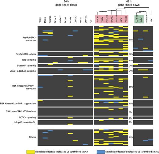 Figure 4. RPPA analysis identifies alterations of the cellular signaling network upon siRNA-mediated depletion of the novel hepcidin activators. Huh7 cells were transfected with the indicated siRNAs and protein extracts were collected 24 or 48 hours later. RNAi of HJV and BMPR1A was used as a positive control. Equal protein amounts were analyzed by RPPAs using antibodies that recognize total levels and/or phosphorylation abundance of 82 proteins involved in different signaling pathways. Because proteins involved in PI3K/Akt/mTOR and Ras/MAPK signaling are highly represented on the arrays, we further distinguished those signals that could serve as markers for the pathway activation and/or whose altered levels may exert their activation or suppression (supplemental Figure 5). Protein signals that were significantly altered compared with scrambled siRNA transfection are marked by a color code. Clustering of the obtained signal signatures at the 48-hour time point divides the analyzed hepcidin regulators into 2 groups, with either stronger (pink) or minor (green) effects on cellular signaling. On the right side, we further indicated how many protein signals (%) from each category were increased upon overall depletion of this group of hepcidin modifiers (pink) that confer strong alteration of the signaling signature.