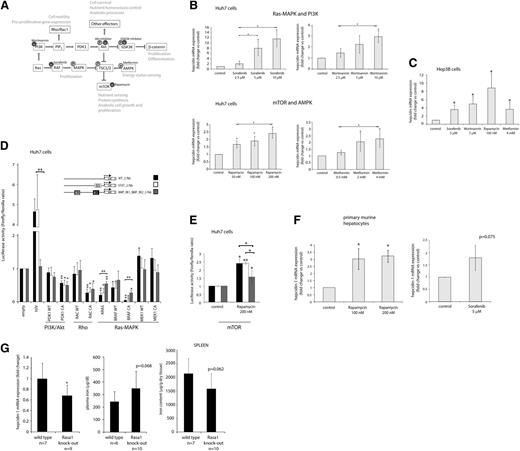 Figure 5. Identification of Ras/RAF MAPK and mTOR signaling as critical pathways for hepcidin suppression. (A) The interconnected signaling network, which involves Ras/MAPK, PI3K/Akt/mTOR, and β-catenin signaling, plays a crucial role in key cell processes such as proliferation, anabolic growth, nutrient homeostasis, survival, and motility. Small molecules used to modulate pathway activity are shown. (B,C,F) (B) Huh7 cells, (C) Hep3B cells, or (F) murine primary hepatocytes were treated with the indicated concentrations of small molecules: Wortmannin (4 hours), rapamycin (15 hours), sorafenib (9 hours), or metformin (15 hours). Levels of hepcidin mRNA expression were determined by real-time qPCR analysis and presented as fold change compared with untreated cells. (D-E) Huh7 cells were transfected with the wild-type and mutated hepcidin promoter reporter constructs. (D) The cells were cotransfected with expression vectors containing complementary DNA sequences of the indicated signaling genes. The clones were designed to encode wild-type (WT) and constitutively active (CA) protein variants (supplemental Table 2). Forced expression of HJV served as a positive control. (E) Cells were treated with rapamycin for 15 hours. The results are presented as fold change of luciferase activity (±SD of Firefly/Renilla) compared with overexpression of empty vector control (D) or untreated cells (E). (G) Shown are relative hepcidin mRNA, plasma, and splenic iron levels in mice 6 weeks after tamoxifen-induced systemic loss of Rasa1. The efficiency of Rasa1 deletion at the protein level in liver and spleen tissue is shown in supplemental Figure 6. Results represent a mean of at least 3 (B,F), 4 (C-D), or 5 (E) independent experiments. Statistically significant changes are marked by *(P < .05) or **(P < .001).