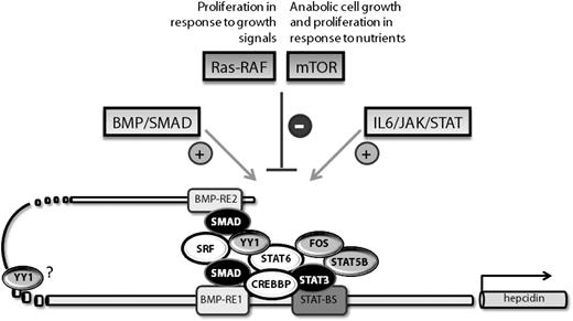 Figure 6. In addition to the known pathways that activate hepcidin expression, we show that Ras/RAF-triggered signals and the mTOR pathway are involved in hepcidin suppression. This finding links the control of iron homeostasis with enhanced cell proliferation and anabolic growth under nutrient-rich and growth-stimulating conditions. Furthermore, we identify new components of the transcriptional machinery that control steady-state levels of hepcidin expression and hepcidin induction upon IL-6 stimulation. Among these, 3 factors (STAT6, CREBBP, and SRF) are additionally required for the BMP-triggered hepcidin response.