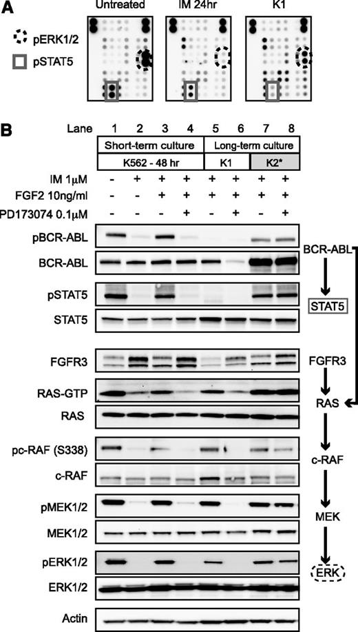 Figure 4. FGF2-dependent resistance is mediated by activation of FGFR-RAS-RAF-MEK-ERK pathway, whereas FGF2-independent resistance is mediated by reactivation of BCR-ABL. (A) Untreated K562 cells, K562 cells treated for 24 hours with 1 μM IM, and K1 cells after 1 month of culture in 10 ng/mL FGF2 and 1 μM IM were lysed and used to probe a human phospho-kinase array (Proteome Profiler, RnD). The dots corresponding to pERK1/2 and pSTAT5 are indicated. (B) K562 cells were treated for 48 hours in the indicated conditions under short-term culture conditions. The long-term cultured cells were grown continuously in IM and FGF2 as described in Figure 1. Cell lysates were collected 48 hours after replacement of media, FGF2, and inhibitor (IM and PD173074). The cells were then lysed as described with western blot analysis as in “Methods.” RAS-GTP was evaluated at 24 hours using immunoprecipitation.