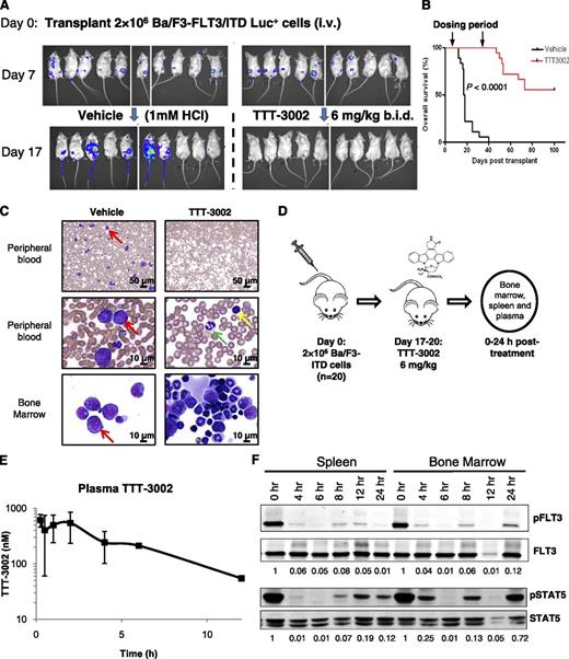 Figure 3. FLT3/ITD is an in vivo target of TTT-3002. BALB/c mice (female, age 6 to 8 weeks) received 2 × 106 Ba/F3-ITD Luc+ cells by tail vein injection on day 0. Engraftment was confirmed on day 7 by luminescence imaging, and mice were treated with TTT-3002 (6 mg/kg twice per day) or vehicle control (1 mM HCl twice per day) for 28 days. (A) Tumor cell abundance on days 7 and 17 by luminescence imaging; representative mice (n = 10) from each treatment cohort shown. (B) Overall survival of vehicle-treated (n = 18; median survival, 17.5 days) and TTT-3002–treated (n = 18; median survival, >100 days) mice at day 100 (P < .0001). (C) Histopathology of PB and BM preparations (Wright-Giemsa stain) of representative mice from each cohort euthanized at day 18 (vehicle) or day 35 (TTT-3002). Red arrows represent examples of leukemic blasts, yellow arrow represents a normal lymphocyte, and green arrow indicates a normal neutrophil. Slides were imaged on an Olympus BX46 microscope with an Olympus DP72 camera at ×20 and ×100 magnifications with 0.5 and 1.3 apertures, respectively; Olympus cellSens Standard 1.5 image acquisition software was used. (D) BALB/C mice (female, age 6 to 8 weeks) received 2 × 106 Ba/F3-ITD Luc+ cells by tail vein injection, and mice were administered a single dose of TTT-3002 (6 mg/kg) anywhere from day 17 to day 20 as they were succumbing to disease when they had high tumor burden. Spleen and BM cells and plasma samples were harvested from these mice at the indicated time points. (E) Total plasma concentrations of TTT-3002 as measured by liquid chromatography/tandem mass spectrometry; n = 3 mice per time point, represented as average ± SD. (F) pFLT3 and pSTAT5 are inhibited in vivo by the earliest time point (4 hours postdosing) and maintained for 12 to 24 hours. Fraction of pFLT3/FLT3 and pSTAT5/STAT5 relative to time 0 hours is indicated below each blot. Western blot is representative of 3 independent experiments.