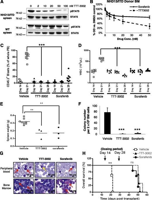 Figure 4. TTT-3002 improves survival and measures of disease in the NHD13/ITD transgenic mouse model of AML. (A) Cells were harvested from the spleens of age-matched WT and leukemic NHD13/ITD mice (age 10 weeks). Expression of pSTAT5 relative to total STAT5 of WT and NHD13/ITD cells following 1 hour of treatment with TTT-3002 (0 to 100 nM) at equivalent protein loading and exposure time. (B) Whole BM was harvested from a CD45.2+ NHD13/ITD leukemic donor mouse (age 10 weeks) and used in cell proliferation studies following treatment with 0 to 50 nM TTT-3002 or sorafenib in vitro for 24 hours; error bars represent average ± SD. (C-H) In all, 5 × 105 CD45.2+ donor NHD13/ITD leukemic cells and 5 × 105 CD45.1+ WT helper cells were transplanted by tail vein injection into sublethally irradiated CD45.1+ WT recipients. Engraftment of CD45.2+ cells in PB was confirmed on day 14 by flow cytometry, and mice were divided into 3 treatment cohorts: TTT-3002 (n = 6; 6 mg/kg twice per day), sorafenib (n = 8; 10 mg/kg once per day), or vehicle (n = 8; 1 mM HCl twice per day). (C) Percentage of engrafted CD45.2+ leukemic cells in the PB on days 14, 21, and 28. (D) WBC counts on days 14, 21, and 28 (WBC, 103/µL) ***P < .001. (E) Splenomegaly is decreased in FLT3 TKI–treated mice. Spleens were harvested and weighed from vehicle-treated mice as they succumbed to disease, and spleens were harvested from mice in the TTT-3002–treated (n = 3; **P < .01) and sorafenib-treated (n = 3; **P < .01) cohorts on day 28 posttransplantation, corresponding with cessation of treatment. (F) TKI treatment impairs leukemic colony formation of whole BM harvested from vehicle-, TTT-3002–, and sorafenib-treated mice (n = 3 per cohort) at time points described in (E). Data represent average of 3 mice per cohort ± SD; ***P < .001. (G) Histopathology of PB and BM preparations (Wright-Giemsa stain) of representative mice from each cohort. PB and BM were harvested from mice at time points described in (E). Arrows indicate examples of leukemic blasts or atypical monocytes (red) in the BM and PB of vehicle- and sorafenib-treated mice. The PB image of the TTT-3002 representative mouse contains normal mature lymphocytes (yellow arrow), but blasts and atypical monocytes are virtually absent. Slides were imaged on an Olympus BX46 microscope with an Olympus DP72 camera at ×100 magnification with 1.3 aperture. Olympus cellSens Standard 1.5 image acquisition software was used. (H) Overall survival of vehicle- (n = 8), TTT-3002– (n = 3) and sorafenib- (n = 5) treated cohorts, with median time to death of 22, 51, and 50 days, respectively; **P < .01; ns, not significant.
