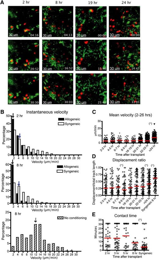 Figure 1. Donor T cells show decreased velocity, low displacement ratios, and early engagement with DCs in LNs 2 hours after transplant. Intravital imaging of donor T cells (labeled with CMTPX) and host DCs in the popliteal LNs of irradiated or naïve CD11c-DTR-EGFP mice (BALB/c background). (A) Still images from the movies of 2, 8, 19, and 24 hours (hrs) posttransplant. Red cells are donor T cells and green cells are DCs. (B) Instantaneous velocity of donor T cells at 2 and 8 hrs after transplant. Median values are indicated by arrows. Allogeneic (filled bar): donor T cells and BM cells from C57BL/6 mice. Syngeneic (open bar): donor T cells and BM cells from BALB/c mice. Syngeneic–no conditioning (dashed bar): donor T cells from BALB/c mice transferred into naïve nonirradiated CD11c-DTR-EGFP mice. (C) Time course of mean velocity of donor T cells from 2 to 26 hrs after transplant. (D) Displacement ratio (displacement/total track length of 30 minutes) of donor T-cell movement from 2 to 26 hrs after transplant. (E) Contact time between allogeneic donor T cells and host DCs at various time points posttransplant compared with syngeneic T-cell controls. The red bars in all graphs represent median values. Asterisks indicate statistically significant differences between 2 time points or conditions (*P < .05). Data are representative of 3 separate experiments, with 1 or 2 mice imaged per condition per experiment.