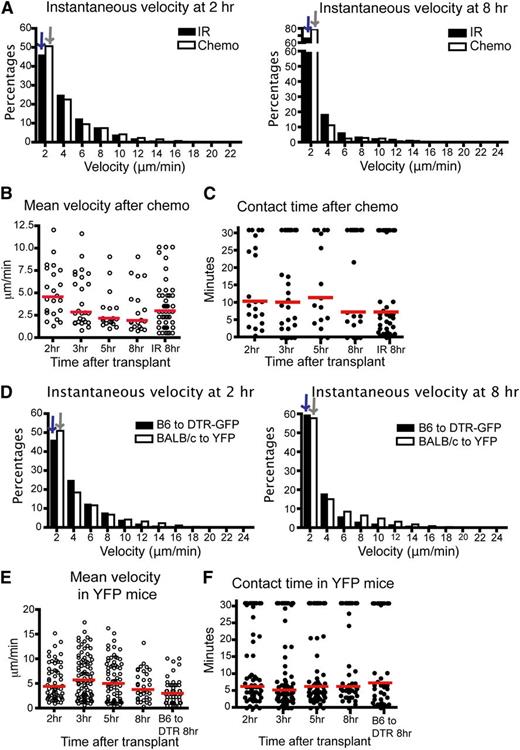 Figure 2. The kinetics of T cell–DC interaction is similar in mice after chemotherapy or in BALB/c to CD11c-YFP mice. (A-C) Intravital imaging of donor T cells (labeled with CMTPX) and host DCs in the popliteal LNs of CD11c-DTR-EGFP mice (BALB/c background) conditioned by chemotherapy (cyclophosphamide 200 mg/kg intraperitoneal 1 day before transplant). (A) Instantaneous velocity of Tcons at 2 and 8 hours (hr) posttransplant compared with Tcons in mice conditioned with irradiation. (B) Mean velocity of Tcons at various time points. (C) Contact time between donor Tcons and host DCs at various time points after chemotherapy. (D-F) Median values for instantaneous velocity are indicated by blue or gray colored arrows. Intravital imaging of BALB/c donor T cells (labeled) and host DCs in the LNs of CD11c-YFP mice (C57BL/6 background). (D) Instantaneous velocity of Tcons at 2 and 8 hours posttransplant in YFP mice compared with those of CD11c-DTR-EGFP mice. (E) Mean velocity of Tcons in YFP mice. (F) Contact time between Tcons and DCs. Each line represents a different time point. The bars in all graphs represent median values. Data are representative of 2 separate experiments, with 1 mouse imaged per condition per experiment.