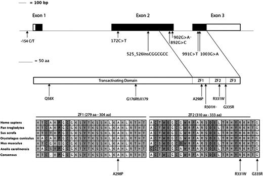Figure 3. KLF1 gene structure, identification of variants in cases reported in this study, and their location within conserved domains. (top) Schematic representation of KLF1; exons are shown to scale, with the coding sequence in black and untranslated regions in white, and the locations of nucleotide changes identified here. Below this is a diagram representing the KLF1 protein with the previously annotated transactivating domain and the 3 zinc finger domains encoded by exons 2 and 3. The locations of all mutations identified in this study are shown; all changes are novel except for the previously reported R301H substitution (asterisk). (bottom) A position and conservation of amino acid residues found to be changed in the probands reported here (arrows). The entire first and second zinc finger sequences are shown with interspecies conservation, and the extent of each zinc finger domain is shown above each region. The cysteine and histidine residues involved in the coordination of zinc are denoted by the # symbol, and the residues that contact specific bases in DNA are marked with a + symbol.
