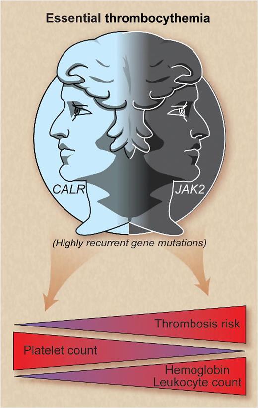 CALR and JAK2 mutations represent 2 disease spectrums in essential thrombocythemia whereby cases with mutated CALR are characterized by higher platelet levels, lower hemoglobin and leukocyte counts, and lower thrombosis risk compared with JAK2-mutated patients. Professional illustration by Debra T. Dartez.