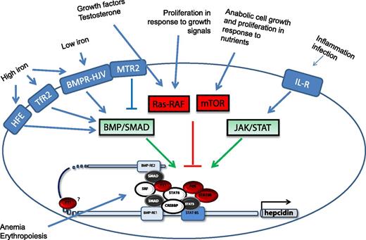 Scheme of the stimuli that modify liver hepcidin expression and of the molecules and signal transduction pathways involved. The newly identified molecules (shown in red) are described in Mleczko-Sanecka et al.1 Adapted from Figure 6 in the article by Mleczko-Sanecka et al that begins on page 1574.