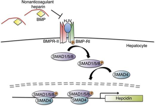 Proposed role of nonanticoagulant heparins as hepcidin production inhibitors. Nonanticoagulant heparins bind to BMP ligands to prevent their interaction with BMP type I (BMP-RI) and BMP type II (BMP-RII) receptors and the coreceptor hemojuvelin on the hepatocyte membrane. Blockade of this active signaling complex inhibits phosphorylation of intracellular SMAD 1, SMAD5, and SMAD8 proteins (SMAD1/5/8) and their interaction with SMAD4, thereby blunting hepcidin transcription.