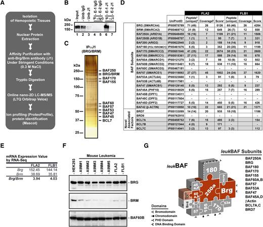 Figure 1. Leukemic BAF complexes are assembled around BRG ATPase. (A) Strategy for purification and sequencing of BAF complexes expressed in leukemia. Highly stringent conditions were used to isolate only the core components of the complexes and tightly associated factors. See supplemental Table 1 for all identifications. (B) Immunoprecipitation and western blot analysis of BRG/BRM ATPase subunits in nuclear extracts isolated from FLA2 leukemia using anti-BRG/BRM (J1) antibodies, which recognize both ATPases with equal efficiency. (C) Silver-stain analysis of immunopurified (anti-BRG/BRM) BAF complexes in nuclear extracts isolated from FLA2 leukemia. (D) Subunit composition of leukemic BAF (leukBAF) complexes identified by a proteomics approach in FLA2 and FLB1 leukemia. Frequencies of leukemia-initiating cells are 1 in 1.4 and 1 in 347, respectively. †Total number of different peptides for each protein entry. ‡Number of specific peptides corresponding to a unique protein entry in IPI mouse database. §Sequence coverage (%). •Mascot score with false discovery rate <2%. (E) Relative abundance of Brg and Brm messenger RNAs (mRNAs) in FLA2 and FLB1 leukemia based on adjusted reads by coverage obtained by RNA-seq.32 (F) Relative abundance of BRG and BRM ATPases in nuclear extracts isolated from various mouse A9M-derived leukemias using anti-BRG and BRM specific antibodies. BAF60B is a loading control. HEK293 cells were used as a positive control for BRM expression. (G) Schematic representation of leukBAF complexes assembled on BRG ATPase. Complexes are drawn in a jigsaw puzzle configuration to denote the apparent fit of the subunits within the complexes. These positions have not been experimentally defined, except for actin and BAF53, which contact the catalytic domain of BRG. Subunits shown in dashed outline are inconstant components of the complexes. Domains that bind DNA or modified histones and hence could target the complexes to specific loci independent of (or in cooperation with) transcription factors are shown. 2DLC-MS/MS, two-dimensional liquid chromatography-tandem mass spectrometry; Ub, unbound fraction; IgG, immunoglobulin; E-1 and −2, elution 1 and 2, respectively. See also supplemental Figures 1-3 and supplemental Tables 1-2.