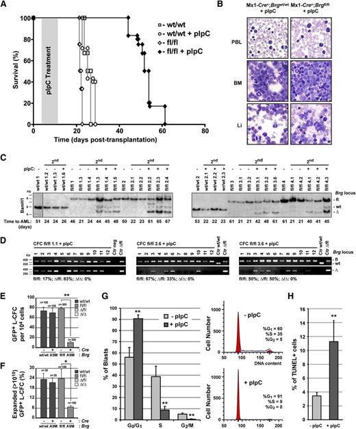 Figure 2. BRG is essential for the proliferation of leukemic cells. (A) Survival curves of secondary leukemic Mx1-Cre+;Brgfl/fl and Mx1-Cre;Brgwt/wt (control) A9M mice treated or not with polyI:polyC (pIpC). (B) Cytological preparations of peripheral blood leukocytes (PBL), bone marrow (BM), and liver (Li) of representative secondary leukemic mice at time of death. (C) Southern blot analysis of Brg locus configuration in primary and secondary Mx1-Cre+;Brgfl/fl and control A9M leukemias at time of death. The vertical line indicates a repositioned gel lane. (D) Brg locus configuration of leukemic colony-forming cells (L-CFCs) derived from 3 independent pIpC-treated Mx1-Cre+;Brgfl/fl (group D) primary leukemias at time of death as determined by polymerase chain reaction. (E) Frequency of L-CFCs derived from Cre-GFP and GFP (control) transduced Brgfl/fl primary leukemia isolated at time of death (n = 50 to 100 GFP+ L-CFC per leukemia were scored; n = 2 to 3 leukemias per group). Mean ± SD. *P < .05. (F) Frequency of highly proliferative clones (HPCs) derived from Brgfl/fl L-CFCs infected with Cre-GFP or GFP (control) (n = 15-75 HPCs analyzed per leukemia; n = 2 primary leukemias per group). Mean ± SD. *P < .05. (G) Cell cycle analysis of donor-derived (Ly5.2+) Mx1-Cre+;Brgfl/fl primary leukemias isolated on days 2 to 4 after pIpC or mock treatment using propidium iodide (PI) staining (n = 3 to 5 mice per group). Mean ± SD. **P < .005. (H) Apoptotic index of donor-derived (Ly5.2+) Mx1-Cre+;Brgfl/fl primary leukemias isolated on days 2 to 4 after pIpC or mock treatment as determined by terminal deoxynucleotidyltransferase-mediated deoxyuridine triphosphate nick end labeling (TUNEL) assay (n = 3 to 5 mice per group). Mean ± SD. **P < .005. 2nd, secondary leukemia; L-CFC, leukemic colony-forming-cell; HPC, highly proliferative clone. See also supplemental Figures 4-8.