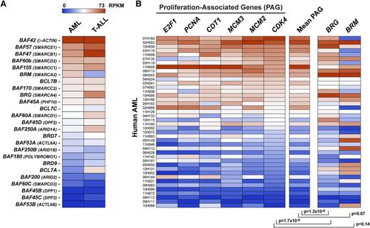 Figure 3. BRG levels correlate with the proliferative activity of human acute myeloid leukemias (AMLs). (A) BAF gene expression in human AMLs and T-cell acute lympholastic leukemias (T-ALLs) based on adjusted reads by coverage obtained by RNA-seq. Mean values of 40 AMLs and 12 T-ALLs are shown. (B) BRG levels correlate with the proliferative activity of human AMLs based on adjusted reads by coverage obtained by RNA-seq. AMLs were ordered according to CDK4 expression levels. E2F1, PCNA, CDT1, and MCM2/3 proliferation-associated genes (PAGs) are used as comparative controls. Note that all AMLs had normal karyotypes, except leukemias identified as 07H160 and 10H068, which had monosomy 7 and 11p deletion, respectively. See also supplemental Tables 3-4.