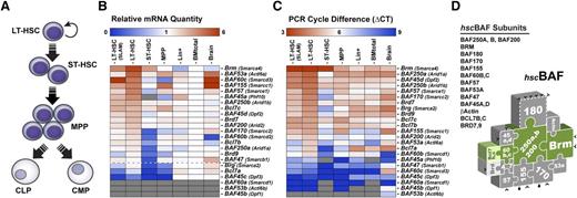 Figure 4. BAF complexes expressed in quiescent LT-HSCs are assembled around the BRAHMA (BRM) ATPase. (A) Developmental hierarchy of the (B-C) BM populations analyzed. (B) BAF gene expression in purified populations of mouse BM cells, as determined by quantitative reverse-transcription polymerase chain reaction. Relative quantity (RQ) values represent the relative expression of each gene in the different populations analyzed over total BM cells after GAPDH normalization. BAF genes were ordered according to their expression level in quiescent LT-HSCs. Oligo specificity was tested on complementary DNAs encoding alternative family members. Gray boxes: undetectable expression. Brain: mouse embryonic brain (E14.5). Purity of all sorted population was evaluated to 98% to 99% upon reanalysis. Frequency of all sorted long-term repopulating hemopoietic stem cells (LT-HSC) populations was 1 in 4. (C) ΔCT values for each gene were determined relative to GAPDH in each population (done in triplicate). (D) Schematic representation of BAF complexes expressed in quiescent LT-HSCs (hscBAF) assembled around the BRM ATPase. See also supplemental Tables 5-7. BM, bone marrow; δCT, delta cycle threshold; GAPDH, glyceraldehyde-3-phosphate dehydrogenase.