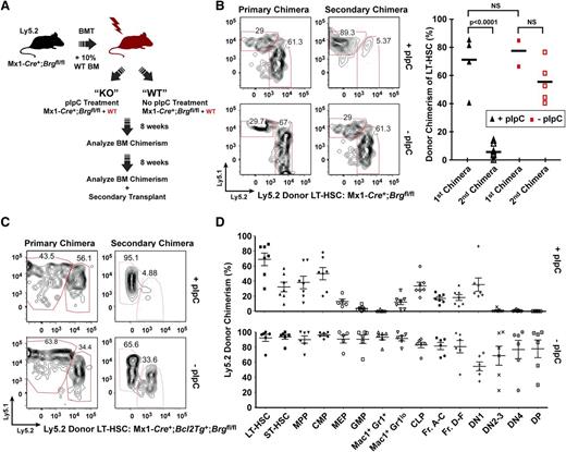 Figure 5. Brg is dispensable for LT-HSC maintenance but is required for the full proliferative activity of LT-HSCs and downstream progenitors. (A) Schematic of transplant strategy used to achieve bone-marrow-specific deletion of Brg using a Mx1-Cre transgene. Donor and recipient bone marrow is distinguished by the expression of different alleles of the cell-surface marker Ly5. (B) Frequency of donor-derived (Ly5.2+) LT-HSCs in polyI:polyC (pIpC)-treated Mx1-Cre+;Brgfl/fl and control hematopoietic chimeras as analyzed 16 weeks (primary) and 12 weeks (secondary) after transplantation. Representative fluorescence-activated cell sorter (FACS) profiles are shown (left). LT-HSCs were CD34- Flk2- Sca1+ Lin- c-kit+. (C) Donor bone marrow containing the H2k-Bcl2 transgene show a similar impairment in LT-HSC to short-term hematopoietic stem cell (ST-HSC) transition after Brg deletion 16 weeks (primary) and 12 weeks (secondary) post-pIpC treatment. Representative FACS profiles are shown. (D) Donor (Ly5.2) versus host (Ly5.1) chimerism of bone marrow HSC and progenitor populations 18 weeks after pIpC-induced deletion of Brg (upper panel) or mock treatment (lower panel) (n = 5 to 6 mice per group). CLP, common lymphoid progenitor; CMP, common myeloid progenitor; DN, double negative; DP, double positive; Fr, fraction; GMP, granulocyte-macrophage progenitor; LT-HSC, long-term hemopoietic stem cells; MEP, megakaryocyte-erythrocyte progenitor; MPP, multipotent progenitor; NS, nonsignificant. See also supplemental Figures 8-10.