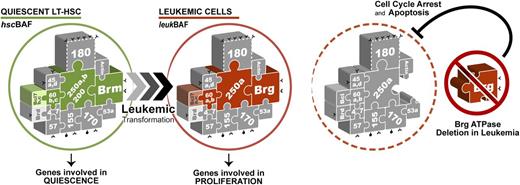 Figure 6. Proposed model for Brg ATPase function in leukemia. BAF complexes expressed in quiescent long-term hematopoietic stem cells (LT-HSCs) (hscBAF) are assembled around the BRM ATPase, whereas leukemic BAF complexes (leukBAF) specifically contain the BRG ATPase. BRG is dispensable for long-term HSC maintenance, but is required for the full proliferative activity of both normal and leukemic HSCs.