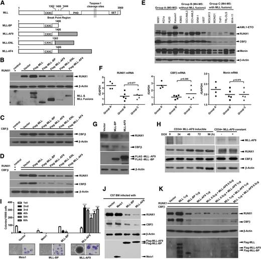 Figure 1. MLL-BP and MLL fusion proteins downregulate RUNX1 and CBFβ. (A) Schematic diagram demonstrating full-length MLL, MLL-BP (the N-terminal 1406 aa of MLL that is the common part of MLL fusions), and 3 of the most common MLL fusion proteins found in AML patients (MLL-AF9, MLL-ENL, MLL-AF4) used in this study. Immunoblot of RUNX1 (B), CBFβ (C), or RUNX1+CBFβ (D) transiently coexpressed with blank vector, full-length MLL, MLL-BP, MLL-AF9, MLL-ENL, or MLL-AF4 in 293T cells. (E) Human leukemia cell lines were separated into 3 groups: group A, M0-M2 subtypes; group B, M4-M5 subtypes without MLL translocations; and group C, M4-M5 subtypes with MLL translocations. Endogenous RUNX1, CBFβ, and Menin protein expression in these myeloid leukemia cell lines were determined by western blotting. (F) Summary of relative RUNX1, CBFβ, and Menin mRNA levels in the cell lines shown in panel E, which were measured by quantitative real-time polymerase chain reaction and normalized to glyceraldehyde-3-phosphate dehydrogenase (GAPDH) levels using the Δ−CT method. (G) U937 cells were infected with recombinant amphotropic retroviruses carrying either MSCV-PGK-eGFP vector alone or with MLL-BP/MLL-AF9. eGFP+ cells were sorted and lysed for western blotting. (H) Endogenous RUNX1 and CBFβ protein expression in human umbilical cord blood CD34+ cells with Tet-off–driven MLL-AF9 expression. (I) Colony formation of hematopoietic progenitors in wild-type BM cells infected with empty, Meis1, MLL-BP, or MLL-AF9–expressing retroviruses (*P < .05; ***P < .001). The representative image of colonies and cytospin of the first round of plating from Meis1-, MLL-BP–, or MLL-AF9–infected BM cells were shown in the lower panel. (J) Endogenous RUNX1 and CBFβ protein expression in the first round of plating in panel I. (K) Immunoblot of RUNX1 and CBFβ, which were transiently coexpressed with different ratios of MLL and MLL-AF9 in 293T cells. Blank vector was added to make sure 2 μg of total plasmids were transfected in each sample. All of these experiments were repeated 3 times and representative data are shown. DOX, doxycycline; h, hours.