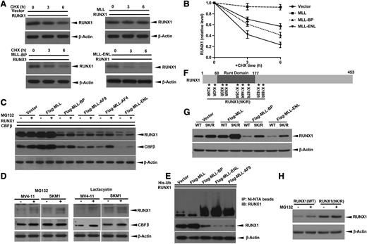 Figure 2. Blocking ubiquitin-proteasome pathway does not completely rescue MLL-BP and MLL fusion–mediated RUNX1 downregulation. (A) RUNX1 expression vector was cotransfected with blank vector, full-length MLL, MLL-BP, or MLL-ENL expression vector in 293T cells. At 36 hours’ posttransfection, protein synthesis inhibitor cycloheximide (CHX) was added to a final concentration of 10 μg/mL. Cells were then harvested at indicated time points (0, 3, and 6 hours) and RUNX1 levels were determined by western blotting. β-Actin was used as a loading control. (B) Graph showing relative RUNX1 band densities normalized by β-Actin in panel A. The ratio was set to 1 at time point zero. (C) Immunoblot of transient expression of RUNX1 and CBFβ with blank vector, full-length MLL, MLL-BP, MLL-AF9, MLL-AF4, or MLL-ENL in 293T cells. Cells were treated with dimethylsulfoxide (DMSO) or 10 μmol/L MG132 for 6 hours before harvest. (D) MV4-11 and SKM1 cells were treated with DMSO (solvent, as control), 10 μmol/L MG132, or 10 μmol/L lactacystin for 6 hours. The endogenous RUNX1 and CBFβ proteins were measured by western blotting. β-Actin was used as a loading control. (E) Ubiquitination assay of RUNX1 coexpressed with MLL, MLL-BP, MLL-ENL, and MLL-AF9. (F) Schematic representation of RUNX1 (9K/R) construct used in this study. The positions of 9 lysines in RUNX1 are indicated by asterisks with numbered markers. (G) Immunoblot of wild-type (WT) RUNX1 or RUNX1 (9K/R) in which all lysines were mutated to arginines transiently coexpressed with blank vector, full-length MLL, MLL-BP, MLL-AF9, and MLL-ENL in 293T cells. (H) Immunoblot of RUNX1 in 293T cells transiently expressing WT RUNX1 or RUNX1 (9K/R) treated with DMSO or 10 μmol/L MG132 for 6 hours. All of these experiments were repeated 3 times and representative data are shown.