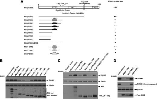 Figure 3. CXXC domain and flanking regions of MLL are responsible for RUNX1 downregulation. (A) Schematic representations of the major domains of MLL, the C-terminal truncation and internal deletion constructs, and the CXXC domain constructs of MLL1 (1137-1211 aa), MLL2/KMT2B (948-1022 aa), and CGBP (150-225 aa) generated for studying the MLL domains that were responsible for RUNX1 downregulation. (B-D) RUNX1 were cotransfected with blank vector, full-length MLL, or constructs indicated in panel A in 293T cells. At 40 hours’ posttransfection, whole cell lysates were analyzed for expression of RUNX1 and MLL or MLL deletions. β-Actin was used as a loading control. All of these experiments were repeated 3 times and representative data are shown.