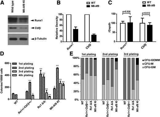 Figure 4. Runx1 and Cbfβ are downregulated in Mll-Af9 knock-in mice. (A) Endogenous Runx1 and Cbfβ proteins were determined by western blotting in LSK (Lin− c-kit+ sca1+) populations selected by AutoMac from wild-type (WT) or Mll-Af9 knock-in C57 mice. (B) The band densities of Runx1 and Cbfβ in panel A were quantified relative to β-Actin band intensity. Each bar indicates data from 3 separate experiments. (C) Summary of relative Runx1 and Cbfβ mRNA levels in the mice LSK cells shown in panel A, which were measured by quantitative real-time polymerase chain reaction. All data were normalized to the expression of Gapdh. (D) BM cells from WT, Runx1+/−Cbfβ+/−, Rx1Δ/Δ (Runxflox/flox/Mx1-Cre+ with polyinosinic:polycytidylic acid injected), and Mll-Af9 knock-in mice were analyzed with M3434 methylcellulose-based medium that was formulated to support optimal growth of erythroid progenitors (burst forming unit-erythroid), granulocyte-macrophage (GM) progenitors (CFU-GM, CFU-M, CFU-G), and multipotential granulocyte, erythroid, macrophage, and megakaryocyte progenitors (CFU-GEMM). A total of 1 × 104 BM cells were plated in triplicate in M3434. Colony count scoring and replating were repeated every 7 days (*P < .05; **P < .01). (E) Proportion of CFUs in serial replatings in panel D.