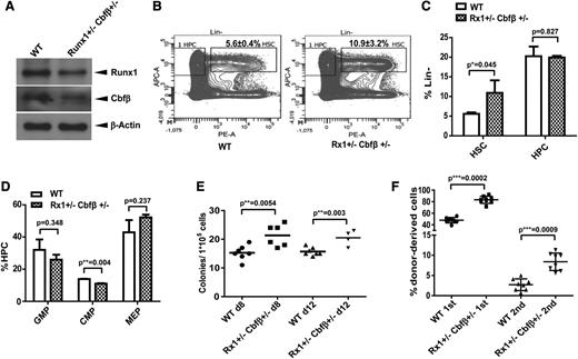 Figure 5. Runx1 and Cbfβ hypomorph results in HSC expansion. (A) Endogenous Runx1 and Cbfβ proteins were determined by western blotting in LSK populations selected by AutoMac from wild-type or Runx1+/−Cbfβ+/− mice. (B) Flow cytometric analysis of HSC and HPC compartments in WT and Runx1+/−Cbfβ+/− mice. n = 4 mice/group. (C) Summary of HSC (Lin−c-Kit+Sca-1+) and HPC (Lin−c-Kit+Sca-1−) population percentages in Lin− populations in the genotypes described in panels A and B. (D) Summary of GMP (Lin−c-Kit+Sca1−CD34+CD16/32+), CMP (Lin−c-Kit+Sca1−CD34+CD16/32−), and MEP (Lin−c-Kit+Sca1−CD34−CD16/32−) percentages in HPC (lin−c-Kit+Sca-1−) populations in the genotypes described in panels A and B. (E) BM cells from WT or Runx1+/−Cbfβ+/− mice were transplanted into lethally irradiated mouse recipients. The spleens from each group were harvested and homogenized 8 or 12 days after transplantation and placed in Tellesniczky fixative to visualize the colonies. (F) The fractions of WT or Runx1+/−Cbfβ+/− (CD45.2+) BM cells were transplanted into lethally irradiated CD45.1+/CD45.2+ WT recipient mice along with 1 × 105 WT (CD45.1+) helper cells. Engraftment was assessed 16 weeks after transplantation. The mean ± standard deviation percentage of donor-derived wild-type or Runx1+/−Cbfβ+/− (CD45.2+) in recipients’ BM is shown. APC-A, Anti-c-kit-APC; PE-A, Anti-Sca1-PE.