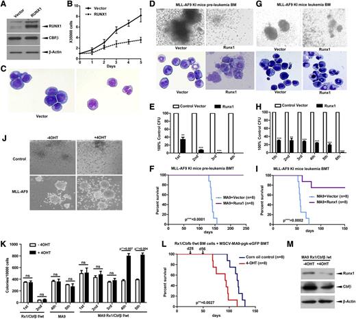 Figure 6. RUNX1 inhibits AML caused by MLL fusion proteins. (A) The immunoblot of RUNX1 and CBFβ in the MV4-11 cell line infected with recombinant amphotropic retroviruses carrying either pMY blank vector alone or with RUNX1. eGFP+ cells were sorted after infection and used for western blotting. (B) Growth curves of cells obtained in panel A. (C) Morphology of cells obtained in panel A by cytospin. BM cells from preleukemia (D-F) or leukemia (G-I) staged Mll-Af9 knock-in mice were infected with retroviruses carrying either pMY blank vector alone or with pMY-RUNX1. The eGFP+ cells were used for CFU replating assays or transplanted into lethally irradiated mouse recipients. Colony formation of each plating (E,H) and the representative image of colonies (D,G, upper panels) and cytospin (D,G, lower panels) of the first round of plating are shown (**P < .01; ***P < .001). (F,I) The survival curve of transplanted mice. (J-L) Low-density BM cells from Runx1flox/wtCbfβflox/wt/Rosa-Cre-ERT2 mice were infected with retroviruses carrying MLL-AF9, and eGFP+ cells were sorted for CFU plating assays with or without tamoxifen (4-OHT) (J-K) or for BMT (L). Arrows in panel L indicate the time points when 4-OHT or corn oil was injected into the treatment group or control group separately. (M) Endogenous Runx1 and Cbfβ proteins were measured by immunoblotting with leukemic cells in panel J. ns, not significant.