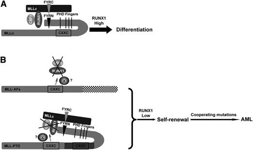 Figure 7. Working model. (A) The effect of wild-type MLL on the stability of RUNX1/CBFβ results in HSC differentiation. In the state of wild-type MLL, the downregulation of RUNX1/CBFβ mediated by the CXXC domain is intrinsically inhibited by PHD finger domains. High levels of RUNX1 will induce HSC differentiation. (B) MLL oncoproteins lose the ability to inhibit the CXXC domain via the PHD finger domains and the RUNX1/CBFβ protein complex is constitutively downregulated. X, the possible protein or complex that mediates the effect of CXXC domain and flanking region to RUNX1/CBFβ. (Upper panel) In MLL fusion proteins, the PHD finger domains can no longer inhibit the CXXC domain. (Lower panel) MLL-PTD has only a single PHD finger domain, yet still contains 2 CXXC domains, leaving 1 CXXC domain free to downregulate RUNX1/CBFβ constitutively and promote HSC self-renewal. Subsequent mutations then cooperate to lead to AML development.