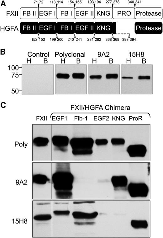 Figure 1. Antibodies to human fXII. (A) Schematic diagrams comparing the domain structures of fXII and its homolog HGFA. Arrowed numbers indicate the locations of amino acid pairs that were used to create splice sites for introduction of HGFA domains into fXII to create fXII/HGFA chimeras. (B) Western blots of nonreduced human (H) and baboon (B) plasma size-fractionated by sodium dodecyl sulfate-PAGE. The primary anti-factor XII antibodies used for detection are indicated at the top of each panel. (C) Western blots of wild-type human fXII (FXII) and human fXII with the first or second epidermal growth factor (EGF1 or EGF2), fibronectin type 1 (Fib-1), kringle (KNG), or proline-rich (ProR) domains replaced with the corresponding HGFA domain. Primary antibodies are indicated to the left of each blot. Poly, Polyclonal goat IgG against human fXII.