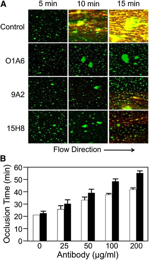 Figure 6. Effect of anti-fXII antibodies on fibrin formation in human blood under flow. (A) Immunofluorescent images (Zeiss LSM 710, objective lenses: 20×/0.80 Plan-Apochromat, ×20 magnification) showing the effects of the anti-fXI IgG O1A6 (300 nM) or the anti-fXII IgGs 9A2 and 15H8 (4 μM) on fibrin deposition over time in recalcified human blood flowing across collagen-coated surfaces with an initial average shear rate of 300 s−1. Direction of flow is indicated at the bottom of the image. Fibrin appears orange in these images and platelet aggregates appear green. (B) Collagen-coated glass capillary tubes were perfused with recalcified human blood driven by a constant pressure gradient under the force of gravity. Shown are times to capillary occlusion in the presence of varying concentrations of 9A2 (□) or 15H8 (▪). Each bar represent means for 3 separate measurements ± standard error.