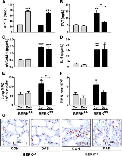 Figure 2. Role of thrombin in vascular inflammation in SCD. (A-E) aPTT (A) and plasma levels of TAT (B), sVCAM-1 (C), IL-6 (D), and MPO (E) in the lungs of BERKAA (n = 9-10) and BERKSS (n = 10-12) mice that received dabigatran (Dab) or control placebo (Con) for 10 days. Formalin-fixed lungs were stained for neutrophils, and neutrophils were counted in 10 high-power fields (HPF; original magnification ×400) for each mouse. (F) Average number of neutrophils in 10 HPFs (×400) of lungs. (G) Representative lung sections demonstrating neutrophil infiltration in four different groups of mice. Neutrophils stain as brown. Asterisks directly above the bars indicate statistically significant difference between BERKSS compared with BERKAA mice within the same treatment group (Dab or Con) (*P < .05, **P < .01, and ***P < .001).