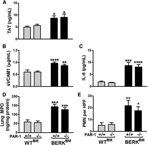 Figure 3. Role of PAR-1 in vascular inflammation in SCD. (A-D) Plasma levels of TAT (A), sVCAM-1 (B), IL-6 (C), and MPO (D) in the lung of PAR-1+/+ or PAR-1−/− mice transplanted with bone marrow from WT (n = 9-11) or BERK (n = 15-16) mice. Formalin-fixed lungs were stained for neutrophils, and neutrophils were counted in 10 HPF (×400) for each mouse. (E) Average number of neutrophils in lungs. Neutrophils stain brown. Asterisks directly above the bars indicate statistically significant difference between BERKBM mice compared with WTBM mice within the same PAR-1 genotype (*P < .05, **P < .01, and ***P < .001). There were no differences between PAR-1+/+ and PAR-1−/− mice.